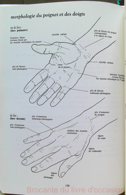 Anatomie pour le mouvement, tome 1 – Image 5