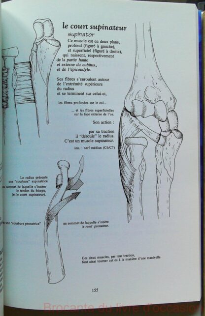 Anatomie pour le mouvement, tome 1 – Image 6