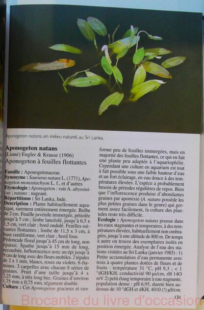 Plantes d'aquarium – Image 5