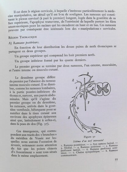 Acuponcture chinoise - Ses bases neuro-physiologiques – Image 9