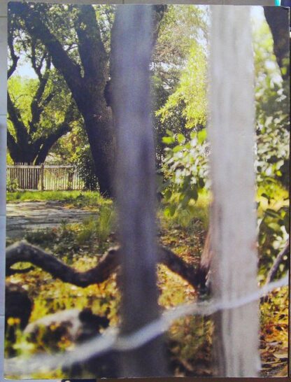 L'automne du paradis - Jean-Luc Mylayne – Image 3