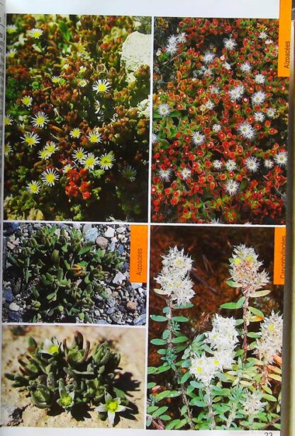 Guide de la flore méditerranéenne - Caractéristiques, habitat, distribution et particularités de 536 espèces – Image 6