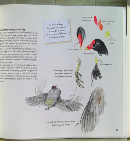 Le dessin naturaliste – Image 6