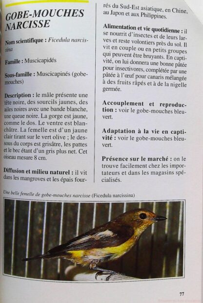 Rossignols, merles, grives et autres insectivores- – Image 7