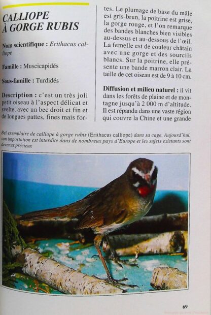 Rossignols, merles, grives et autres insectivores- – Image 8