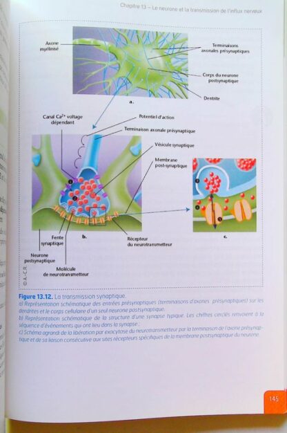 UE 2.1 - Biologie fondamentale - Semestre 1 (1re année) – Image 8