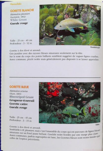 Guide des Poissons Coralliens des Antilles – Image 5