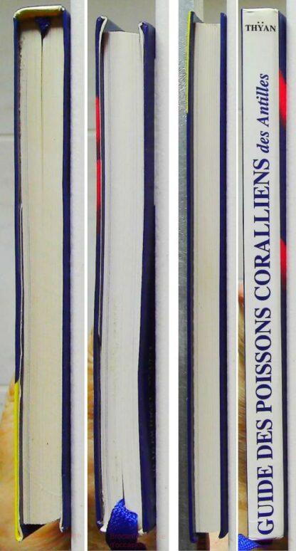Guide des Poissons Coralliens des Antilles – Image 7