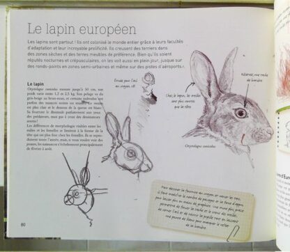 Le dessin naturaliste (2) – Image 7