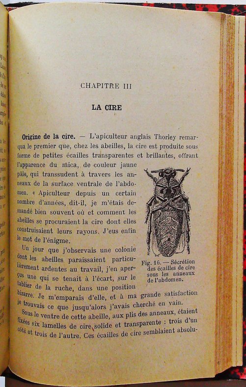 Les Habitants de la ruche – Image 6