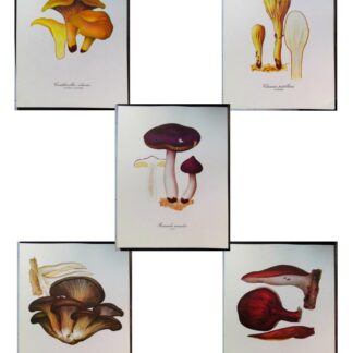 5 planches de dessins publicitaires Vitathion: Champignons Lot 2