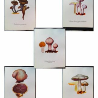 5 planches de dessins publicitaires Vitathion: Champignons Lot 3
