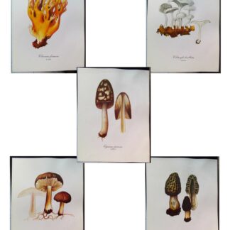 5 planches de dessins publicitaires Vitathion: Champignons Lot 4