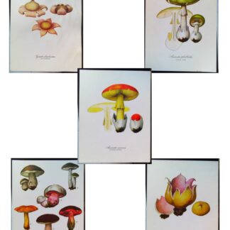 5 planches de dessins publicitaires Vitathion: Champignons Lot 5