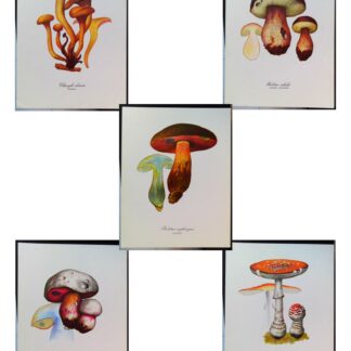 5 planches de dessins publicitaires Vitathion: Champignons Lot 6