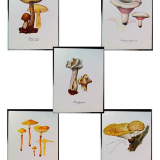 5 planches de dessins publicitaires Vitathion: Champignons Lot 7