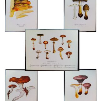 5 planches de dessins publicitaires Vitathion: Champignons Lot 8