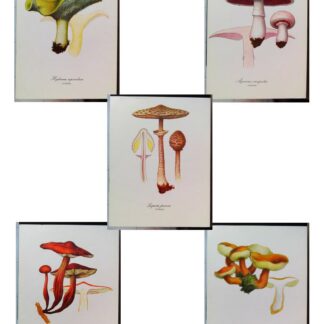 5 planches de dessins publicitaires Vitathion: Champignons Lot 9